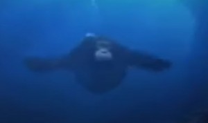 Создать мем: морские обезьяны, обезьяна под водой, обезьяна плавает в воде