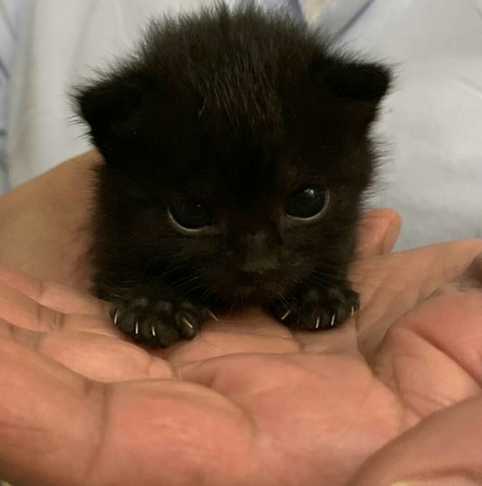 Create meme: cute black kitten, the cutest black kittens, the black kitten is fluffy