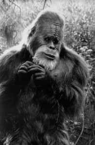 Create meme: gigantopithecus and Bigfoot, Harry and the Hendersons, Bigfoot