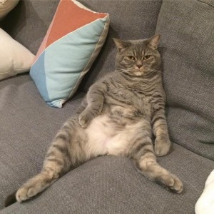Создать мем: жирный котик, кот, толстый кот