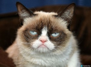 Создать мем: grumpy cat died, грумпи кот доброе утро, грустный кот из мемов