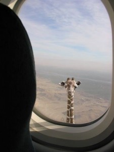 Create meme: the view from the airplane window, I did not finish the meme giraffe, I did not finish giraffe