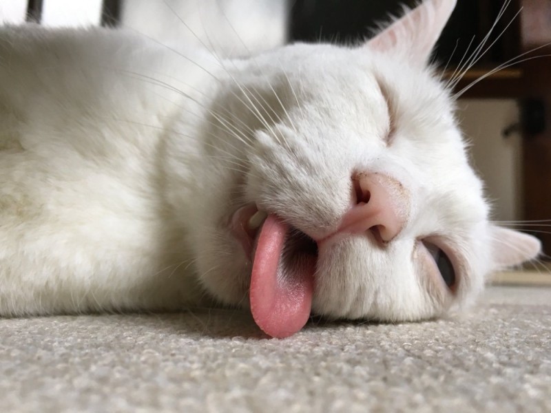 Create meme: sleepy cat, tired cat , A sleeping cat with its tongue hanging out