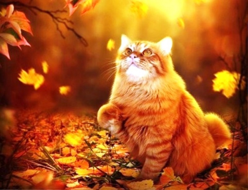 Create meme: ginger cat fall, autumn cat, cat autumn