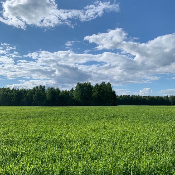 Create meme: green field, field sky, green meadows