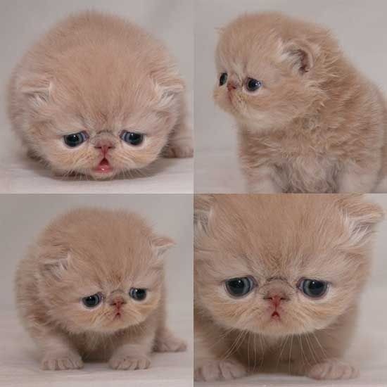 Create meme: Persian cat , animals funny , sad kitty