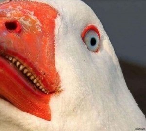 Create meme: geese, evil goose, scary goose