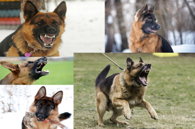 Create meme: dog German shepherd, sheepdog grin, angry german shepherd