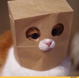 Create meme: cat bitard, Soft toy, cat with box on head