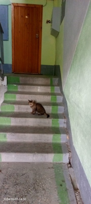 Create meme: the cat in the stairwell, cat , cat in the entrance