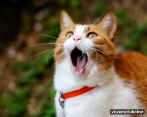 Create meme: Screaming cat