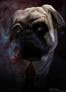 Create meme: pug