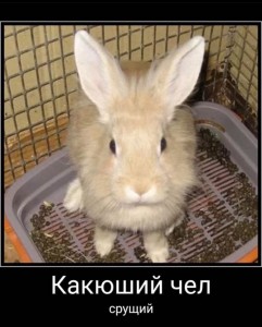 Create meme: a pet rabbit, rabbit, decorative rabbits