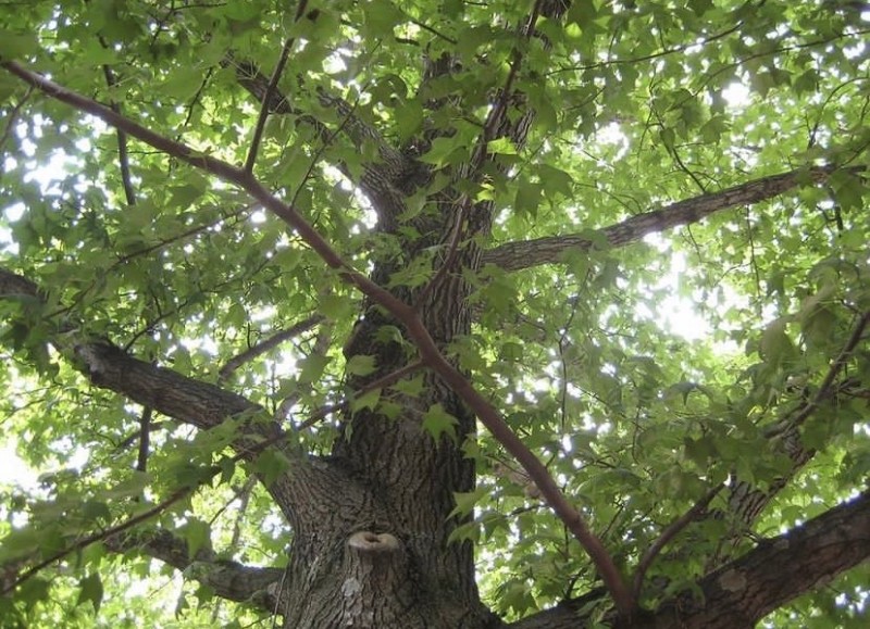 Create meme: oak, oak petiolate branch, nature 
