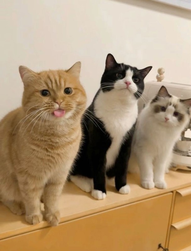 Create meme: cat , three cats , seals 