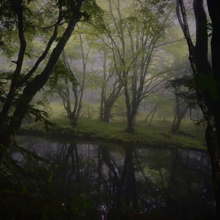 Create meme: mystical forest, landscape fog, nature fog