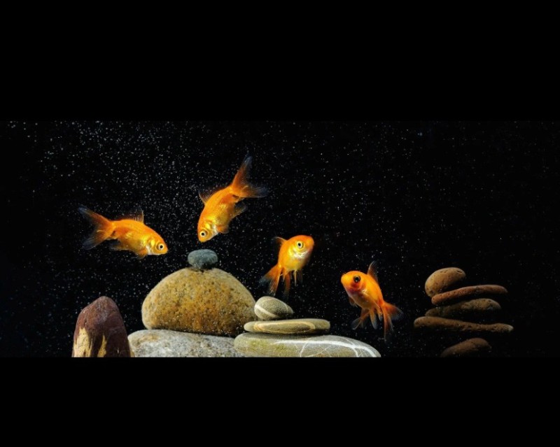 Create meme: fish aquarium, goldfish aquarium, aquarium goldfish