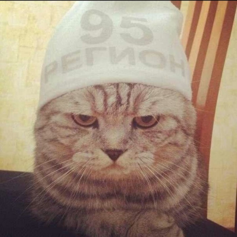 Create meme: cat , chechen cats, cats are funny