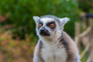 Create meme: home lemur, lemur