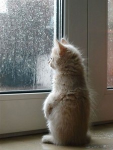 Создать мем: кошка на окне, опять дождь, котик грустный
