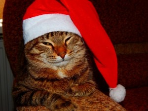 Create meme: Christmas cats, seals, meme cat