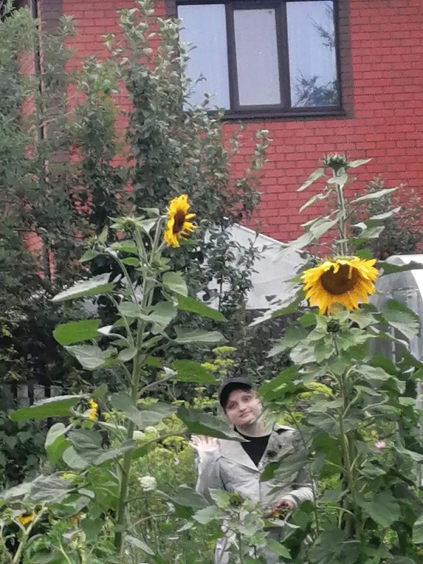 Create meme: Sunflower is an American giant, sunflower , sunflowers in the country