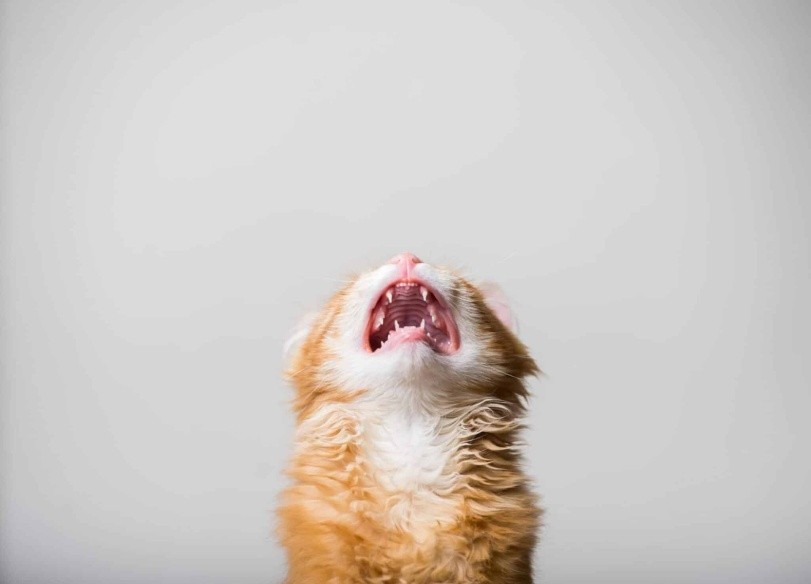 Create meme: cat , maine coon teeth, A kitten with an open mouth