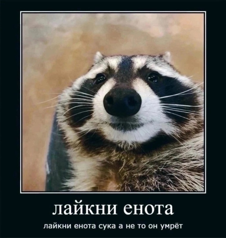 Create meme: piccha with a raccoon, memes with raccoons, funny raccoons