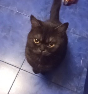 Create meme: cat, cat British, black cat