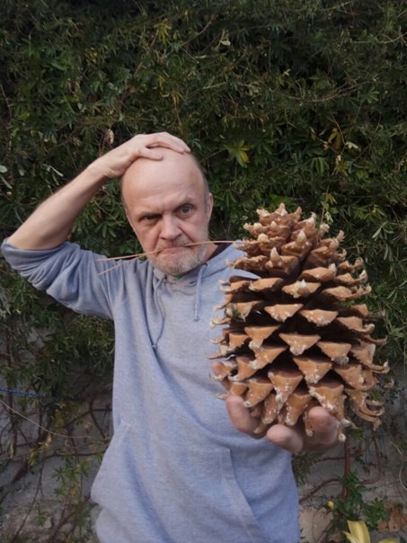 Create meme: pine cones culter, big cedar cones, the cedar cone is large