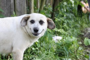 Create meme: dog, smiling dog, dog Ulybka