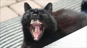 Create meme: rescued animals, cats with protruding fangs, epic yawn