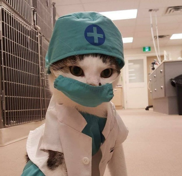 Create meme: the cat doctor, the cat in the mask, cats are doctors