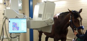 Создать мем: рентген лошади, обследование лошадей, американская лошадь робот