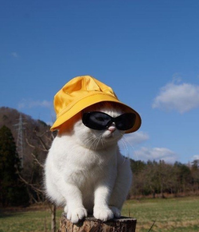 Create meme: cat with black glasses, cat in sunglasses, a cat in a panama hat and glasses