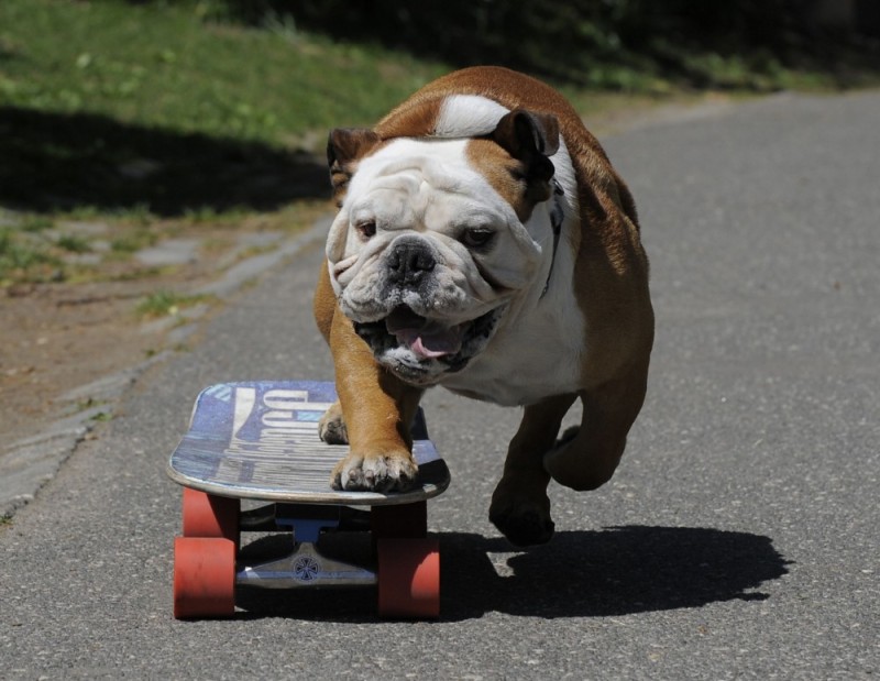 Create meme: english bulldog skateboarder, English bulldog , english bulldog on a skateboard