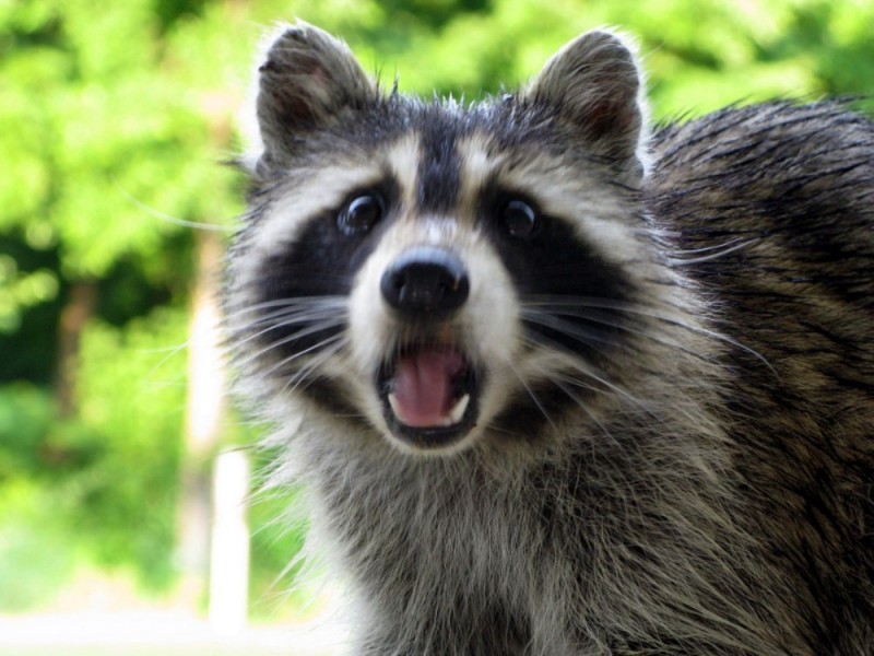 Create meme: raccoon gargle , evil raccoon a gargle, raccoon 