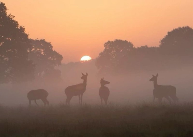 Create meme: landscape , deer , Deer in the fog