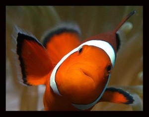 Create meme: beautiful fish, a clown fish on the side, fish clown ocellaris