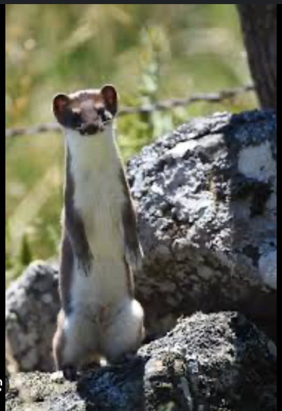 Create meme: the animal is an ermine, weasel mustela nivalis, ermine mustela erminea