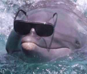 Создать мем: Дельфин, дельфин мем, злой дельфин