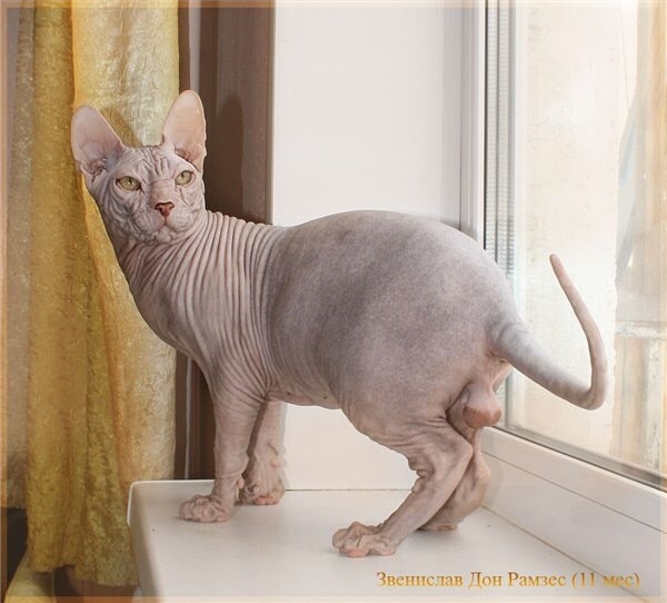 Create meme: the Sphynx breed , don sphinxes, Sphynx 