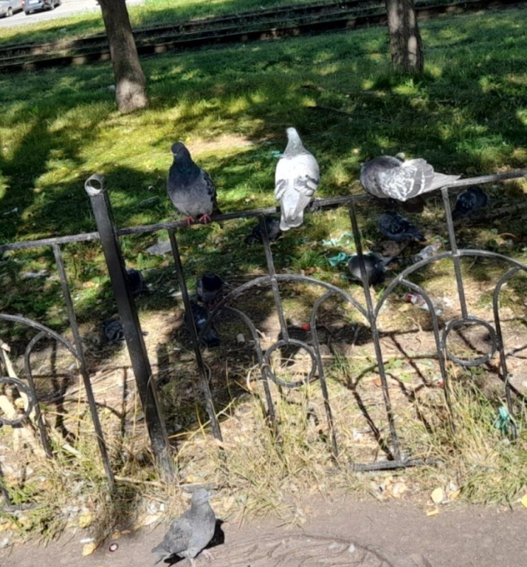 Create meme: pigeons in the park, bird dove, Pigeon in