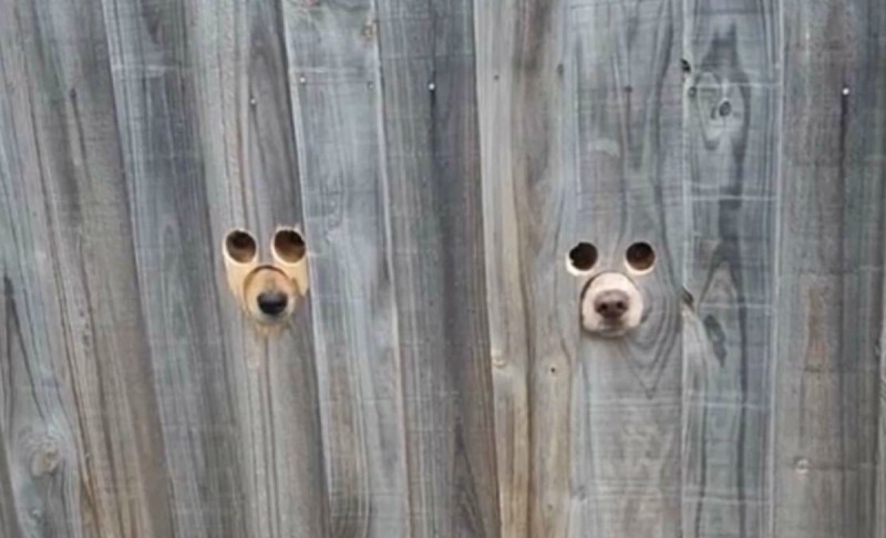 Create meme: holes in the fence for dogs, a hole in the fence, a hole in the fence