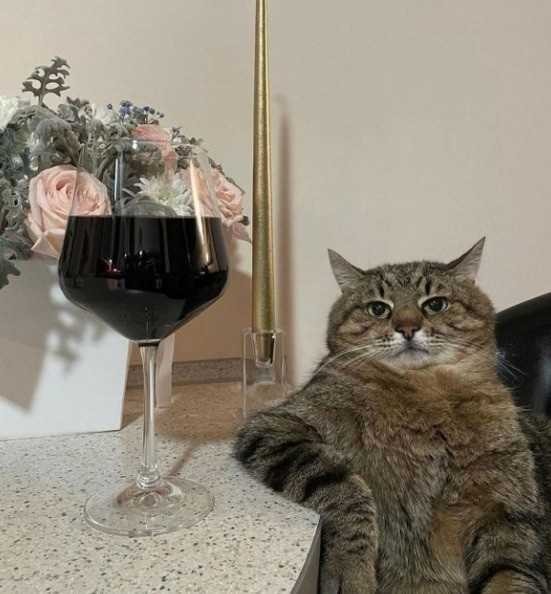 Create meme: cat with a glass of wine, cat with wine, seals with wine