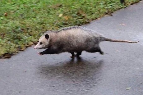 Create meme: Virginia opossum, opossum marsupial, possum 