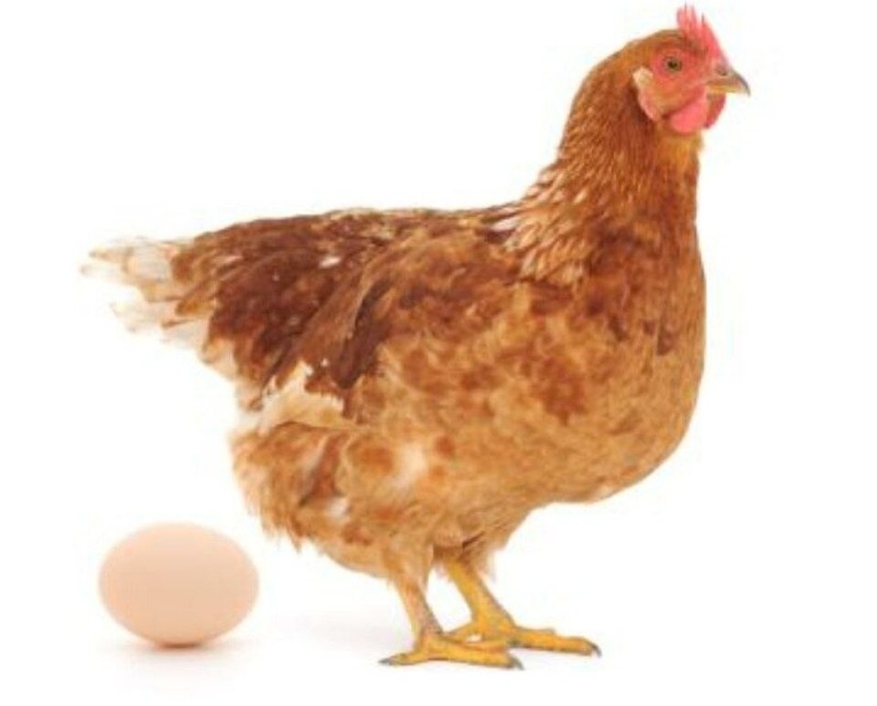 Create meme: chicken , chickens laying hens, chicken on a white background
