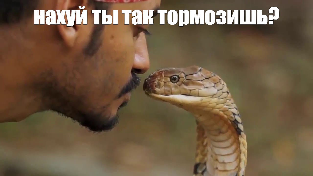 Sozdat Mem King Cobra Korolevskaya Kobra Mem Korolevskaya Kobra Kartinki Meme Arsenal Com