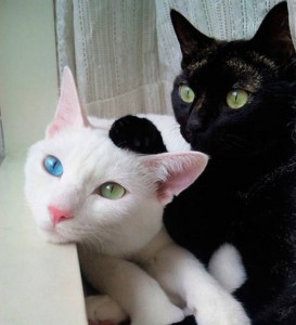 Создать мем: черный и белый кот, черная и белая кошка, коты близнецы