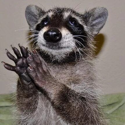 Create meme: the raccoon is cute, funny raccoon, raccoon gargle 